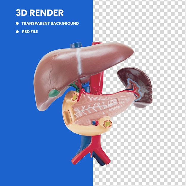 HighResolution Human Liver and Pancreas 3D Model PNG Image Detailed Anatomical Representation for