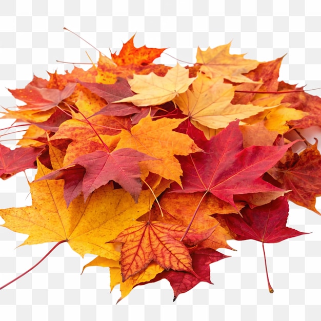 highresolution image of a pile of autumn leaves with transparent background