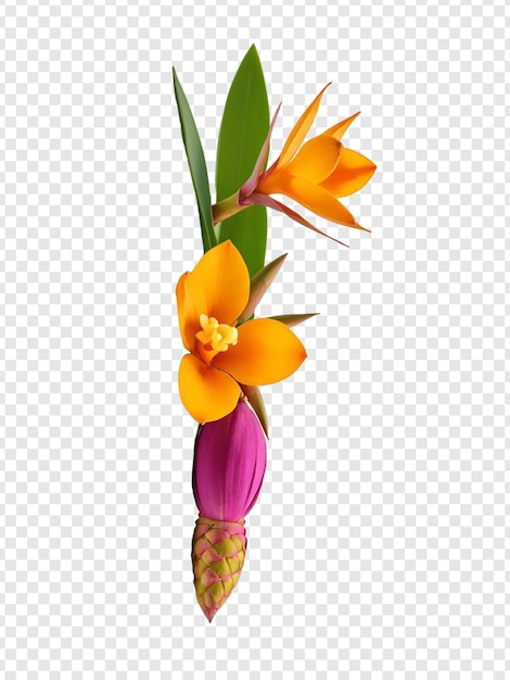 Psd ad alta risoluzione fiore strelitzia reginae isolato su sfondo trasparente