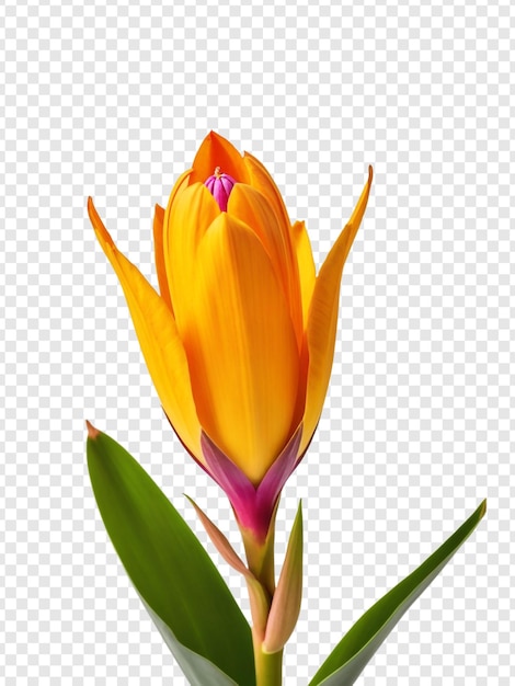 Highresolution psd strelitzia reginae flower isolated on transparent background