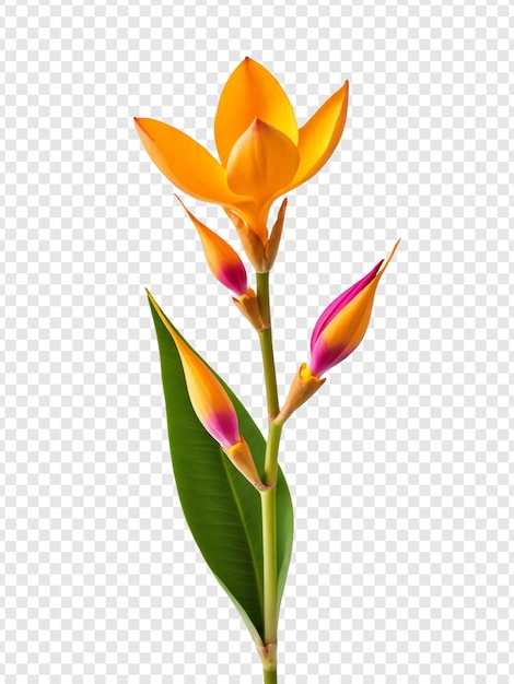 Psd ad alta risoluzione fiore strelitzia reginae isolato su sfondo trasparente