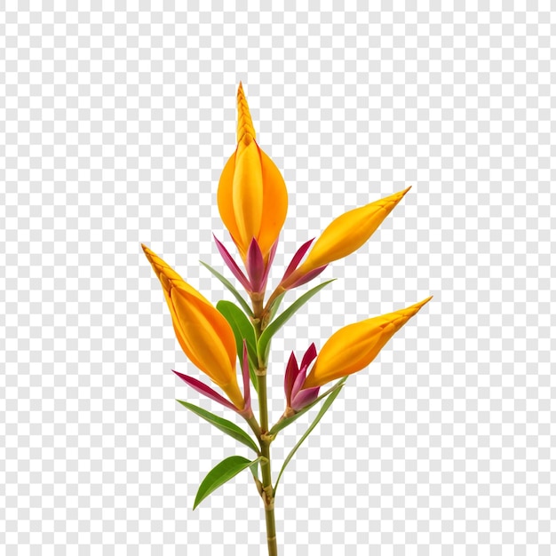 Highresolution psd strelitzia reginae flower isolated on transparent background