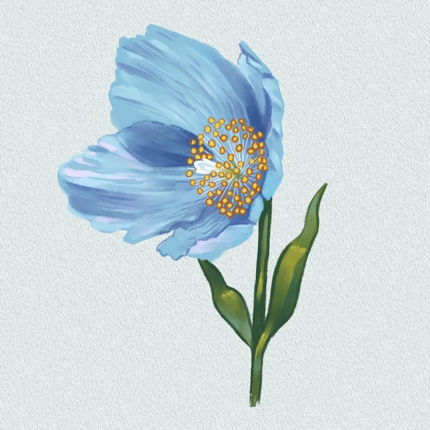 PSD himalayan blue poppy