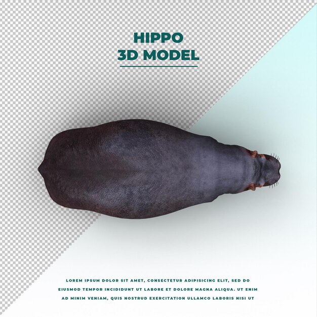 PSD hippo