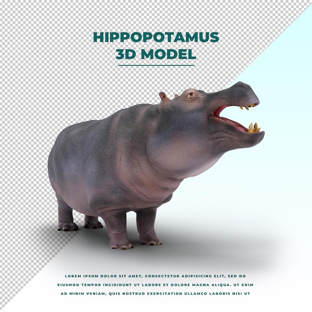 Hippopotamus isolated