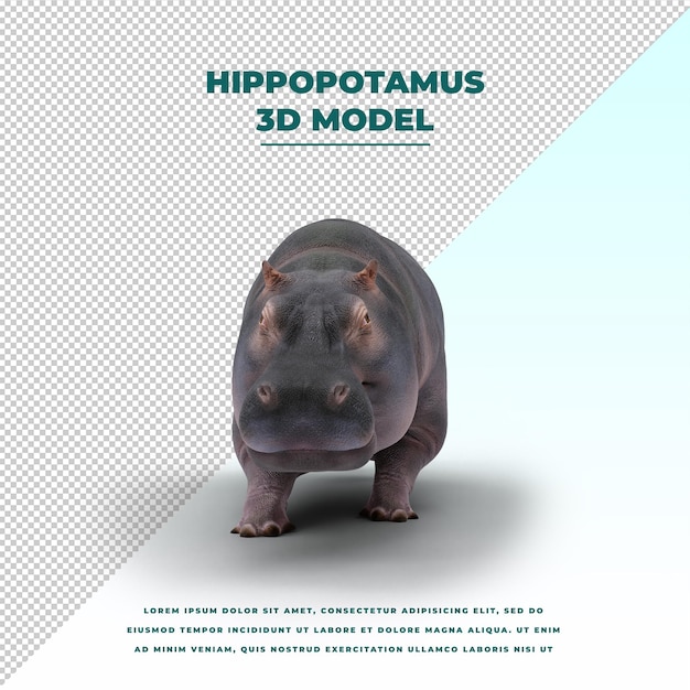 Hippopotamus isolated