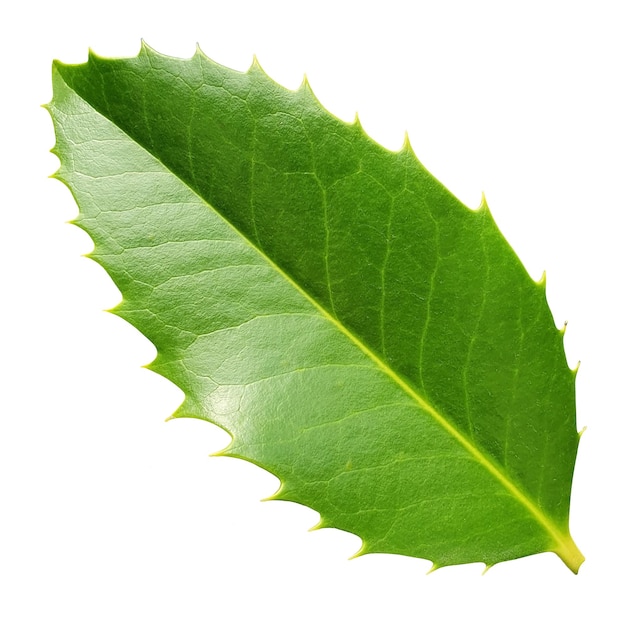 holly leaf without background on psd file