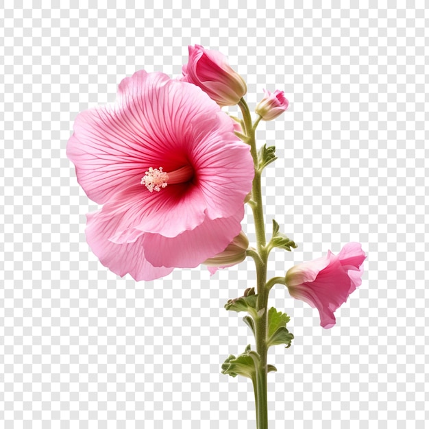 Hollyhock flower isolated on transparent background