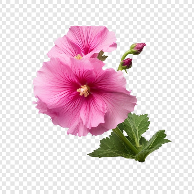 PSD hollyhock flower png isolated on transparent background