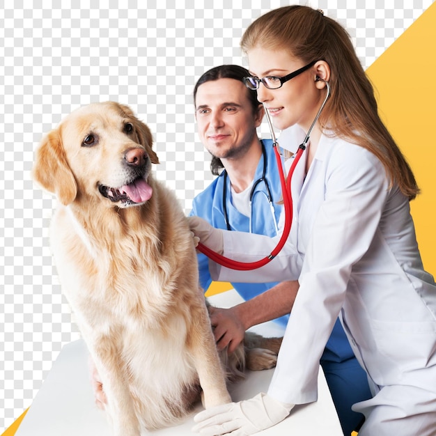 Hond bij de dierenkliniek