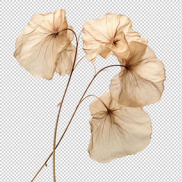 PSD 正直 透明な背景に隔離されたルナリアの乾燥した花
