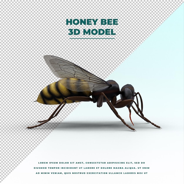 honey bee