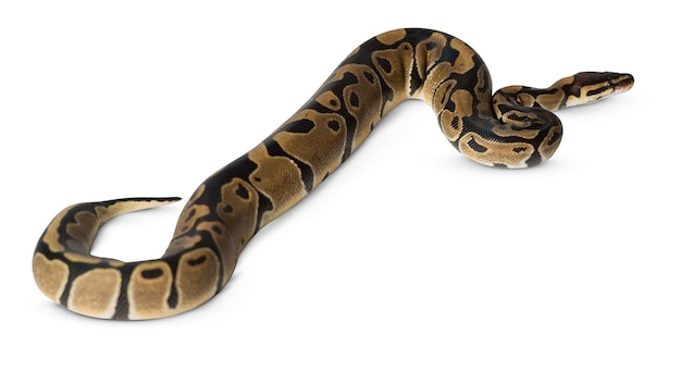 Hoogresolutie slangenfoto's met opgerolde en kruipende poses voor wilde dieren en exotische dieren