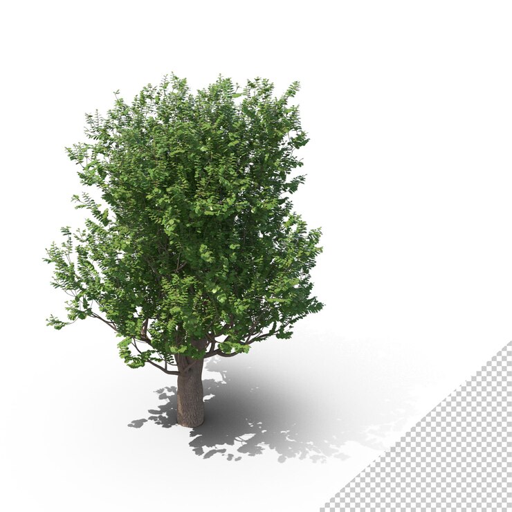PSD hornbeam tree png
