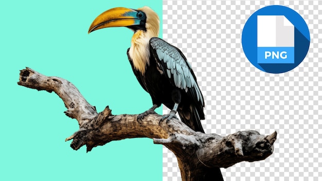hornbill bird on timber yelloweyed and beak transparent background