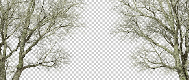 PSD horror trees woods composition layout on transparent backgrounds 3d rendering png