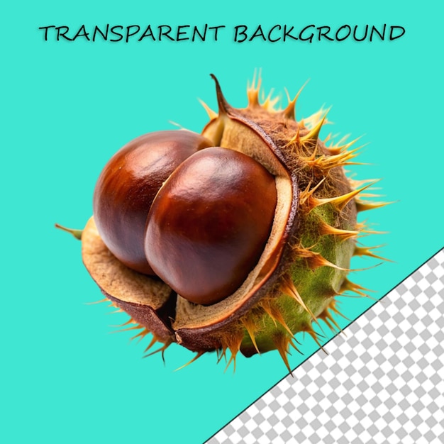 PSD horse chestnuts with green shell close up side view isolated on white background