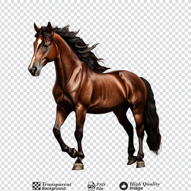 PSD horse isolated on transparent background