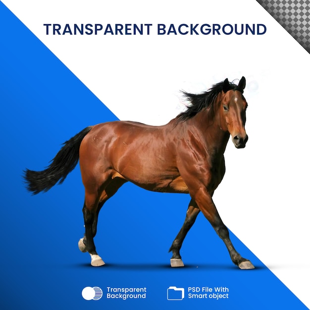 PSD horse transparent