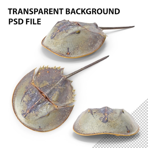 PSD horseshoe crab png