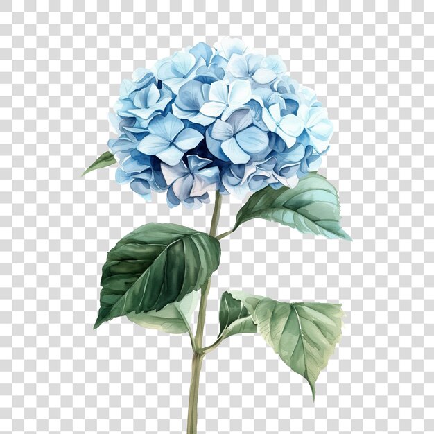 PSD hortensia bloemen geïsoleerd op doorzichtige achtergrond png