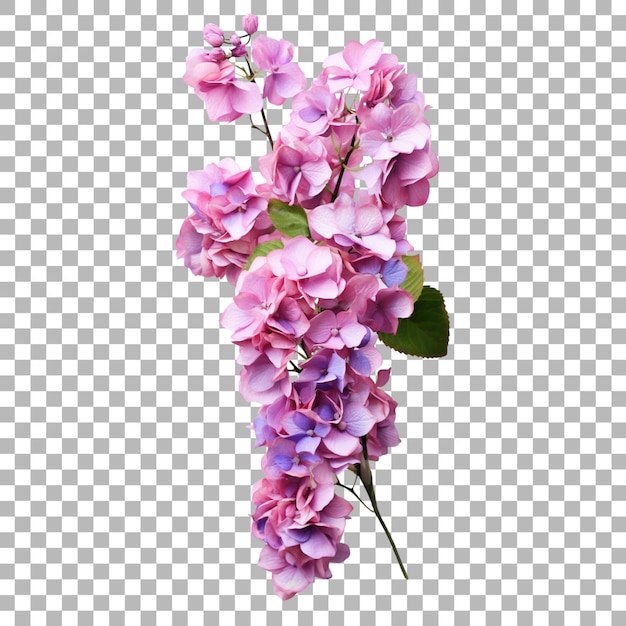 Hortensia op een doorzichtige achtergrond