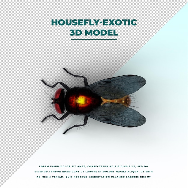 Housefly exotic