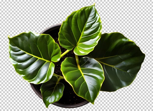 고립 된 배경 3D png에서 비 부분 뷰의 실내 식물 Fiddle Leaf Fig