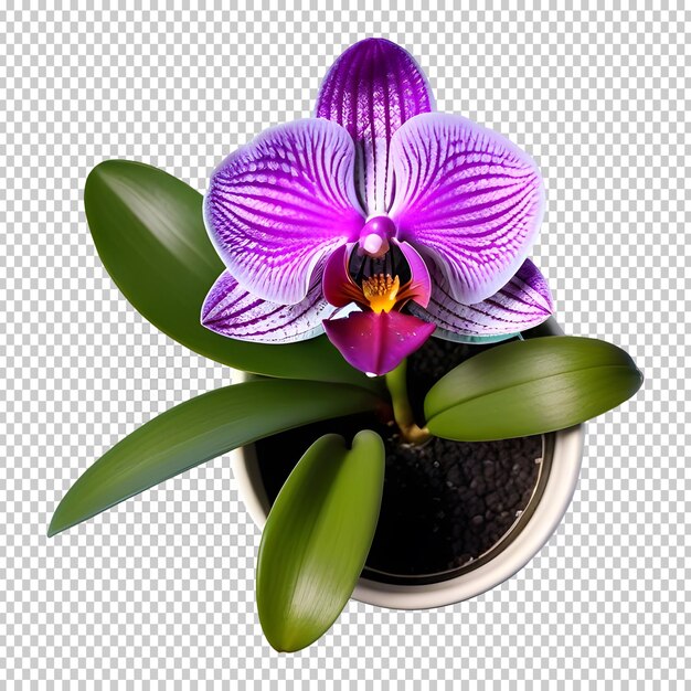 PSD houseplant moth orchid in a pot top view on an isolated background 3d png