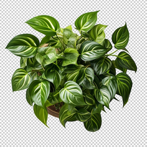 PSD houseplant in pot top view cutout