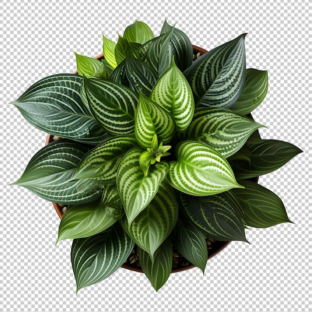 PSD houseplant in pot top view cutout