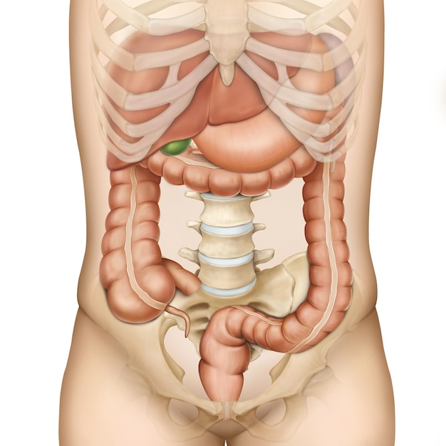 PSD human abdomen