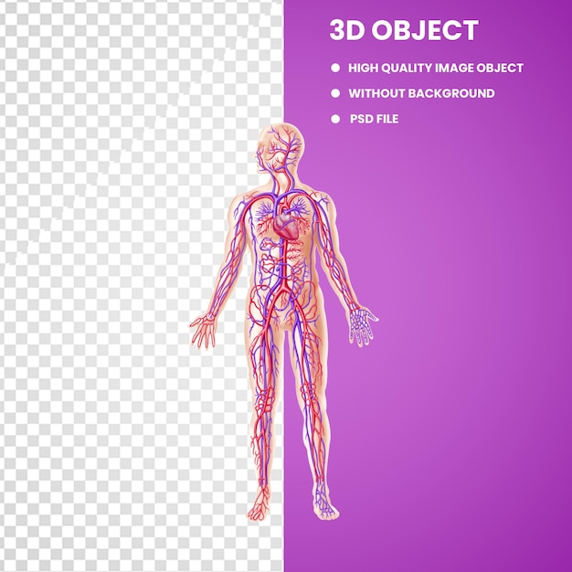 PSD human body anatomy