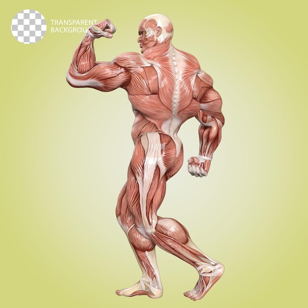 근육을 가진 인체 보디빌더 포즈 고립 3D 렌더 일러스트레이션