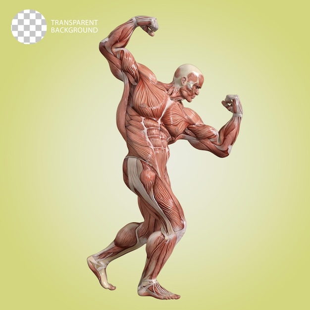 근육을 가진 인체 보디빌더 포즈 고립 3D 렌더 일러스트레이션