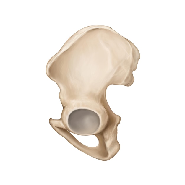 PSD human bone