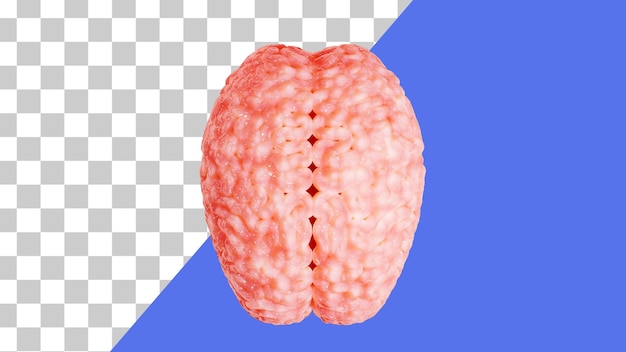 PSD human brain 3d render brain anatomy top view