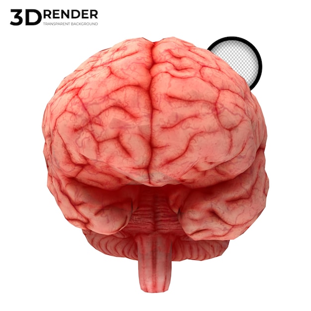 Human brain 3d render isolated