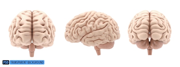 Human brain 3d visualization isolated on a transparent background