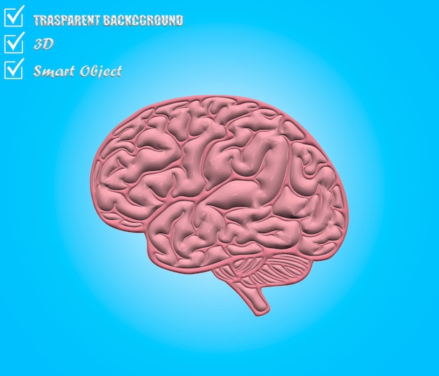 PSD human brain in 3d