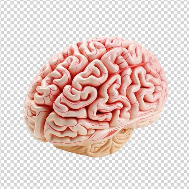 PSD human brain isolated on transparent background