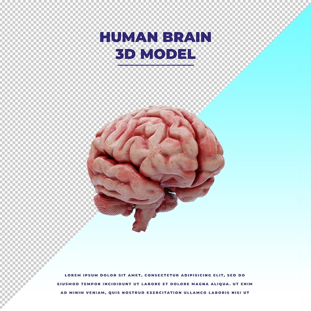 PSD human brain