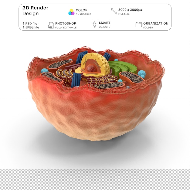 PSD 人間の細胞 3d モデリング psd ファイル リアルな人間の解剖学