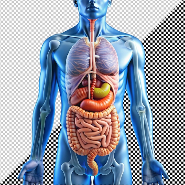 PSD human digestive system on transparent background