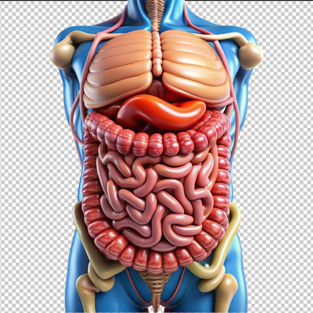 PSD human digestive system