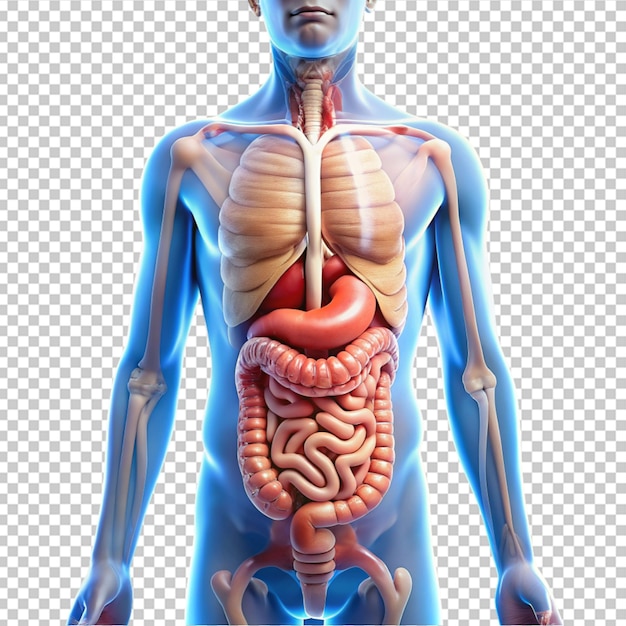 PSD human digestive system