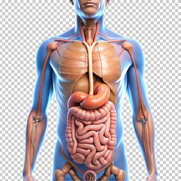 PSD sistema digestivo umano