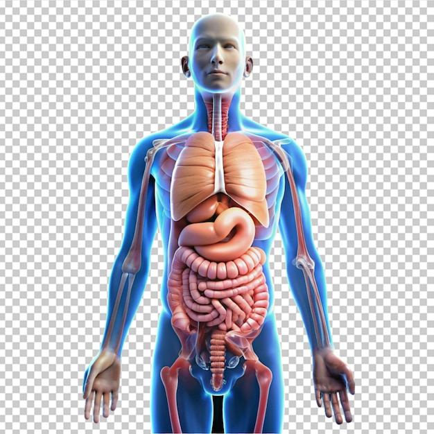 PSD human digestive system