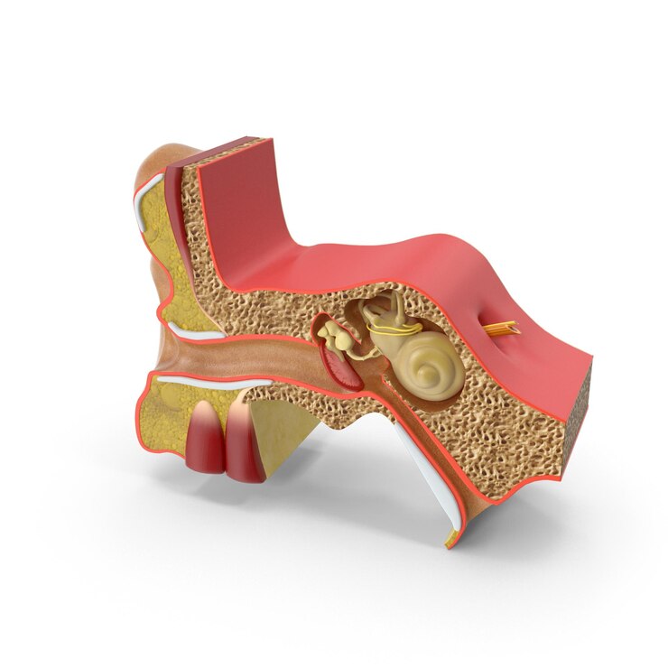 PSD human ear anatomy