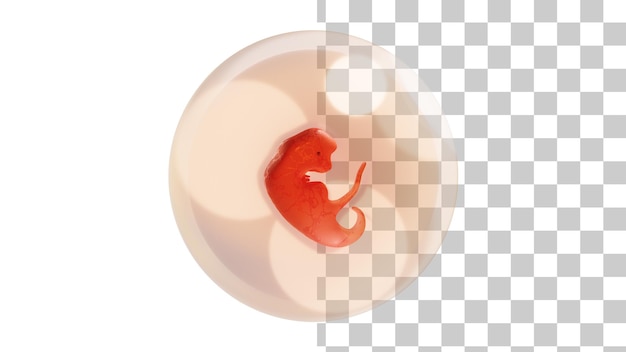 PSD human embryo 3 weeks 3 weeks pregnant 3d rendering